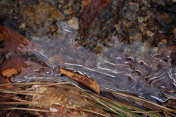 Leaves in Ice