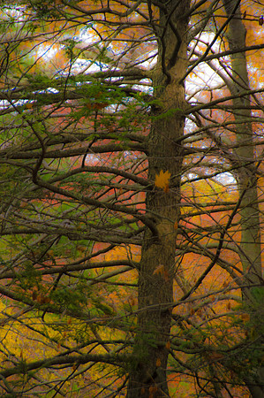 Fall Through the Branches