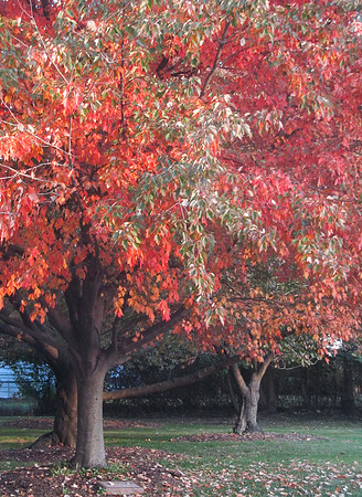 Two Trees