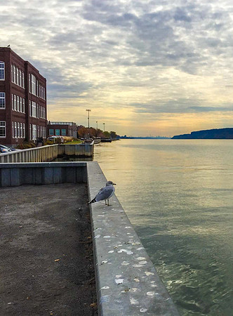 Pidgeon Considering the River